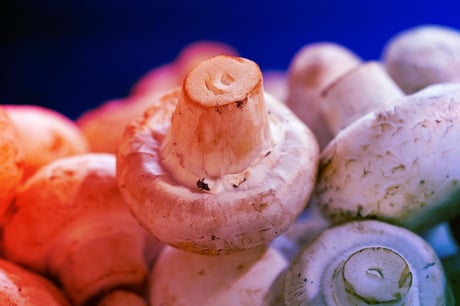 Az elfeledett gombatörténelem: a csiperkegomba születésének titka