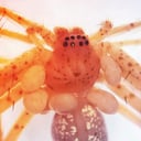 Az élő gyöngysor réme: új pókparazita Brazíliában