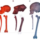 Az első emberi ős már két lábon járt?