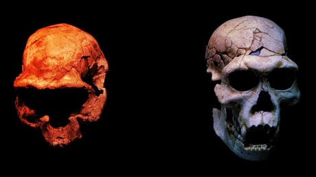 Az első kivándorló nem is a Homo erectus volt?
