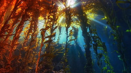 Az elsötétülő óceán halálos csapdát állít az élővilágnak