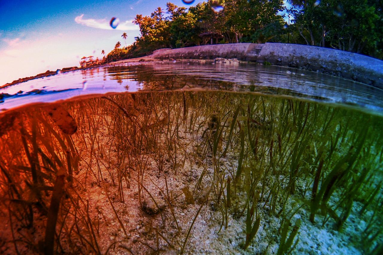 Az eltűnő tengeri fűmezők rejtett kincsei