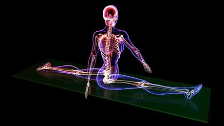 Az emberi csontváz meglepő titkai: több csont, mint gondolnád