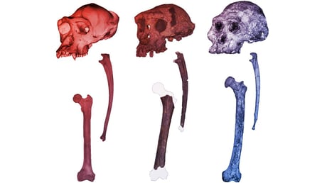 Az emberi eredet titka: Dől a felegyenesedés mítosza?