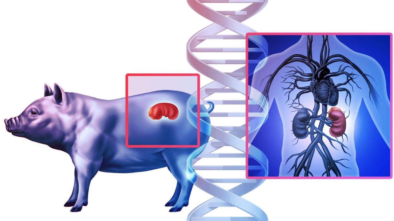 Az emberi szervnövesztés miért bukik el a sertésekben?