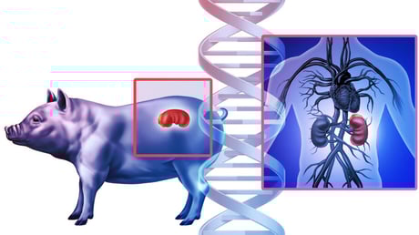 Az emberi szervnövesztés miért bukik el a sertésekben?