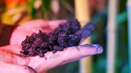 Az erdők titkos fegyvere: így pörgethető fel a természetes megújulás