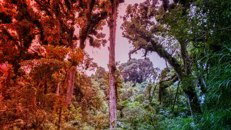 Az esőerdők titka: hosszabb gyökerek a túlélés szolgálatában?