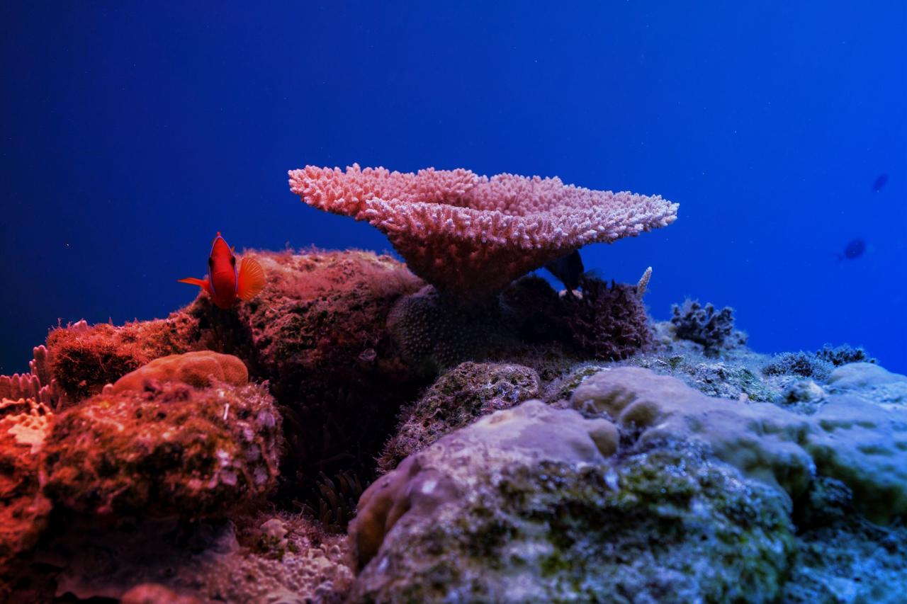 Az óceánok védelmében új korszak: életbe lépett a nyílt tengerek egyezménye