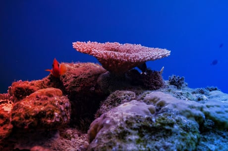 Az óceánok védelmében új korszak: életbe lépett a nyílt tengerek egyezménye