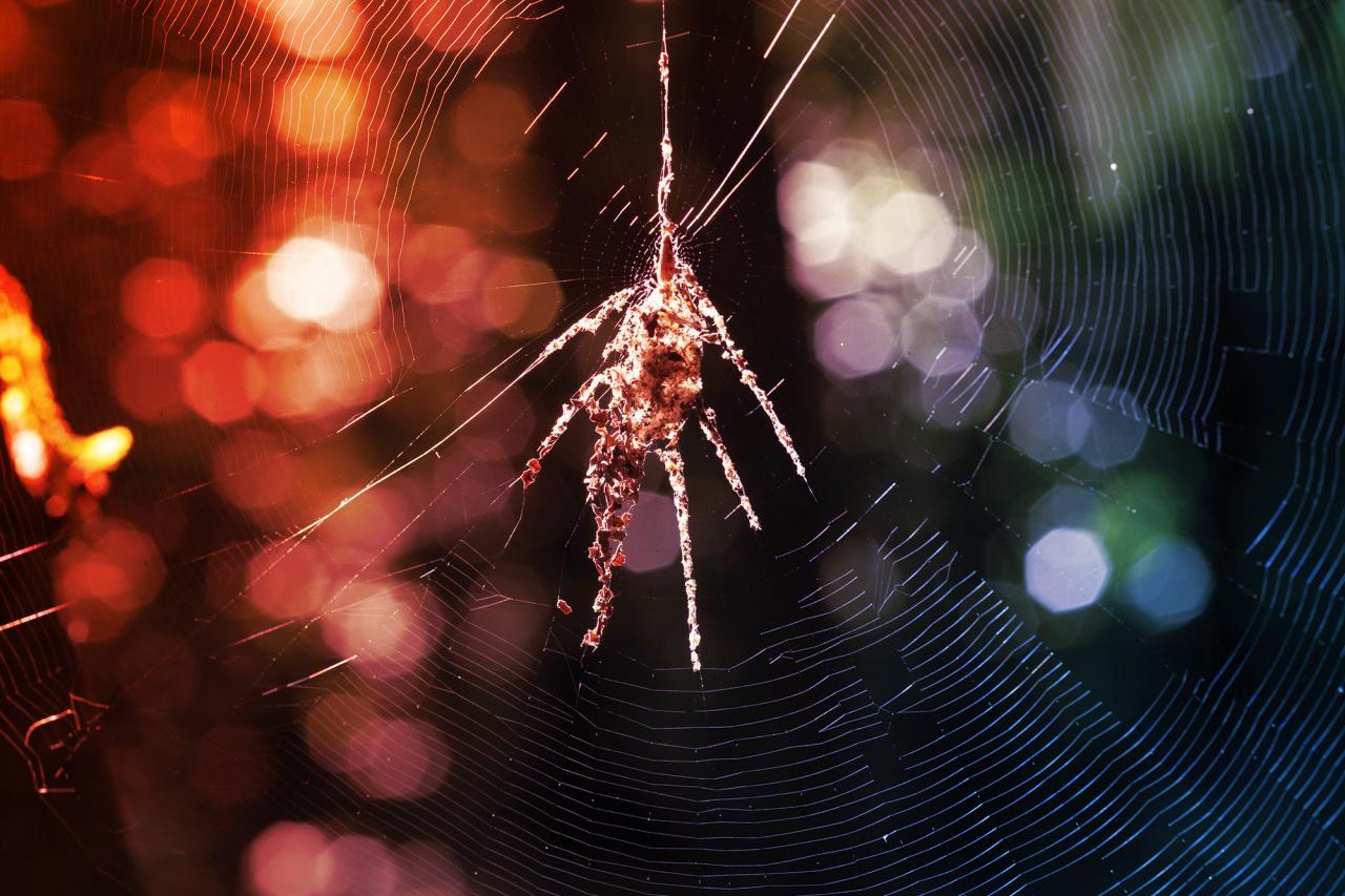 Az óriáspókot imitáló hálók visszariasztják a ragadozókat
