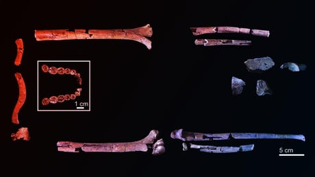 Az ősi Homo habilis csontváz átírhatja az emberi evolúciót
