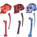 Az ősi Sahelanthropus már két lábon közlekedett