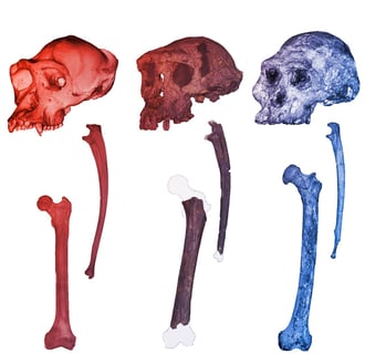 Az ősi Sahelanthropus már két lábon közlekedett
