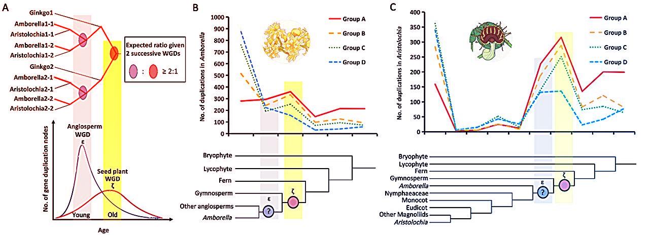 Az ősi virágosok titka: elmaradt az újabb genomduplikáció