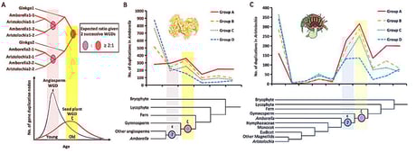 Az ősi virágosok titka: elmaradt az újabb genomduplikáció