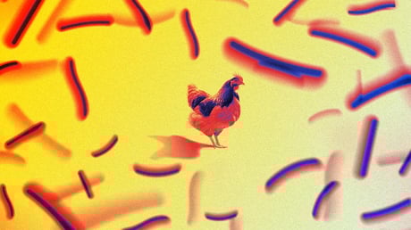 Az összes bolt polcairól eltűnik a listeriás csirkemell