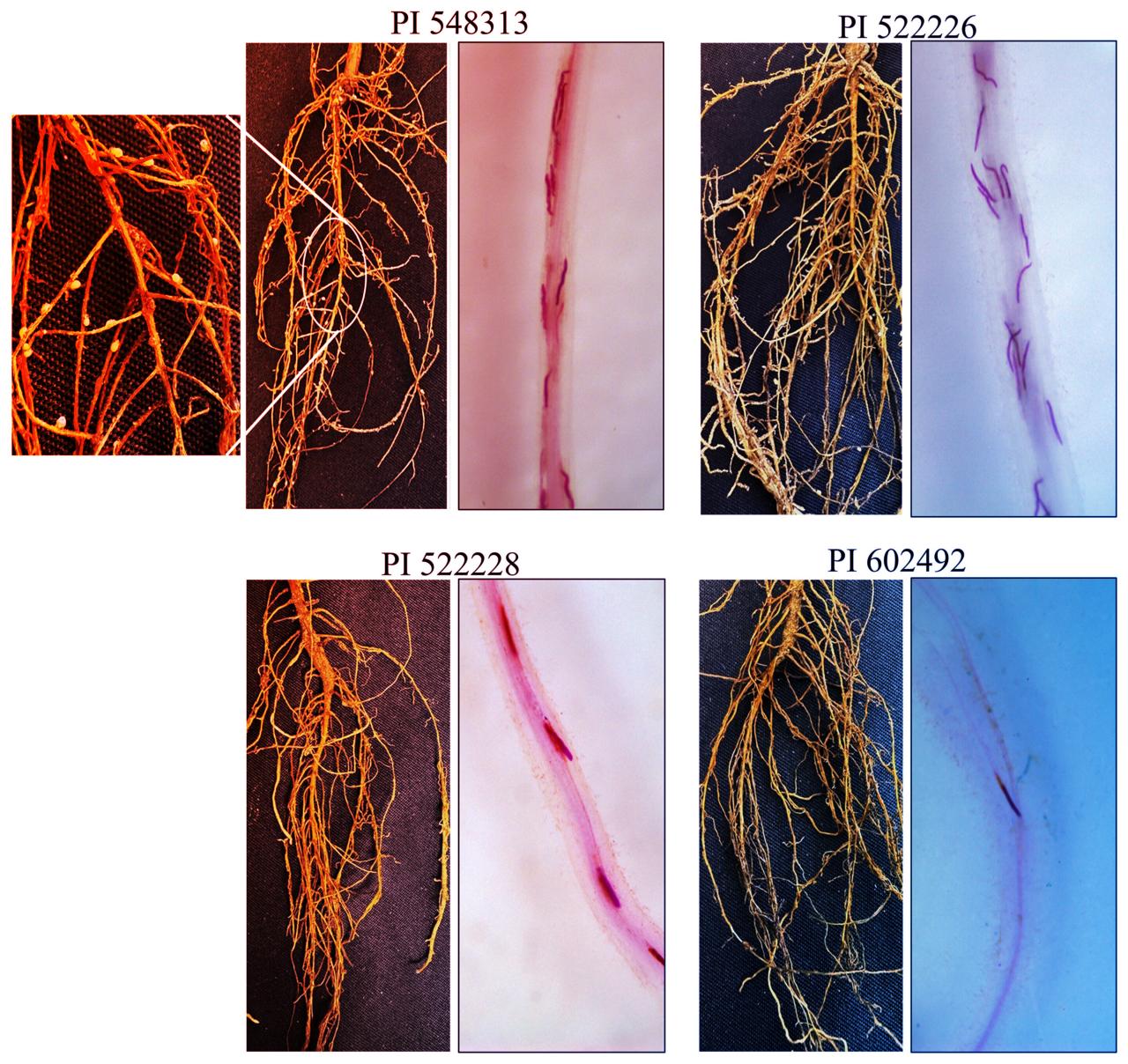 Az új génkincs lehet a szója túlélésének kulcsa
