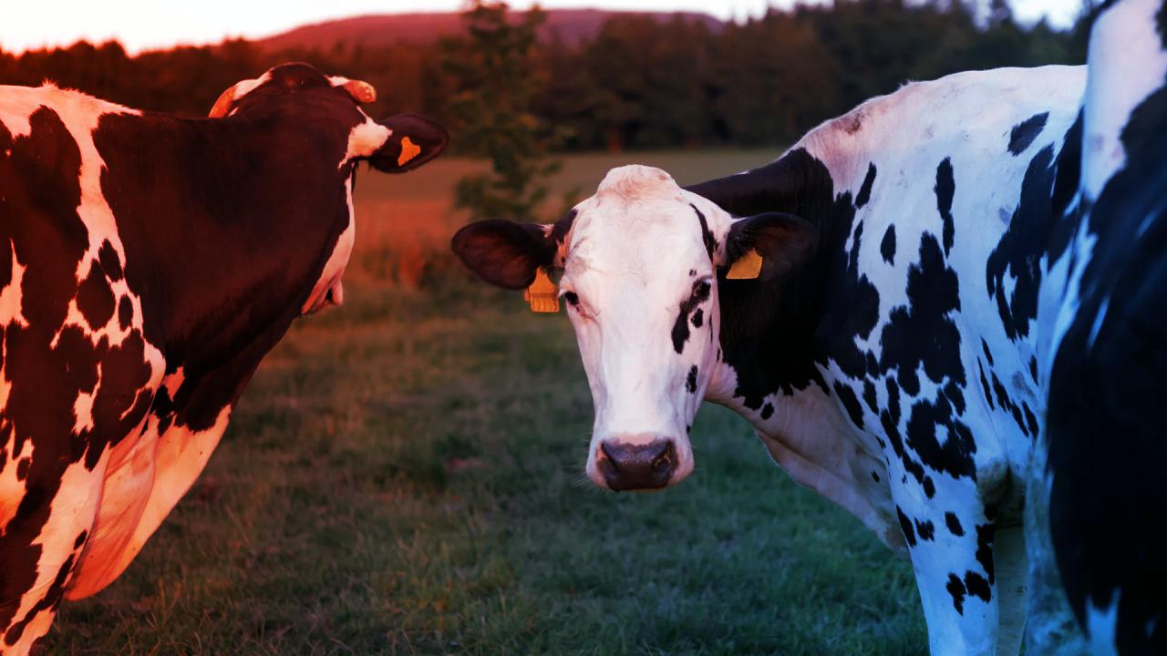 Az új szuperszója átírja a tejipar szabályait