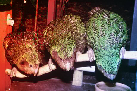 Az új-zélandi kakapó végre újra költ