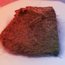 Az utolsó gyapjas orrszarvú titka egy farkaskölyök gyomrában rejtőzött