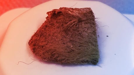 Az utolsó gyapjas orrszarvú titka egy farkaskölyök gyomrában rejtőzött