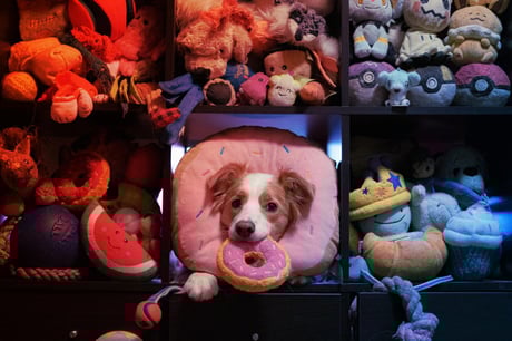 Valóban lehallgatnak minket az okos kutyák?