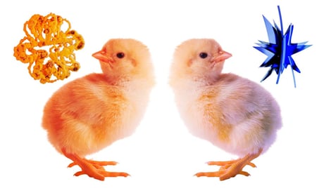 A bouba–kiki-hatás: még a csibék is ráéreznek