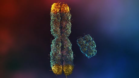 A férfiak öregedésének rejtett ára: az Y-kromoszóma eltűnése