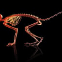 A gerinc születésének titka: egy sorsfordító gén nyomában