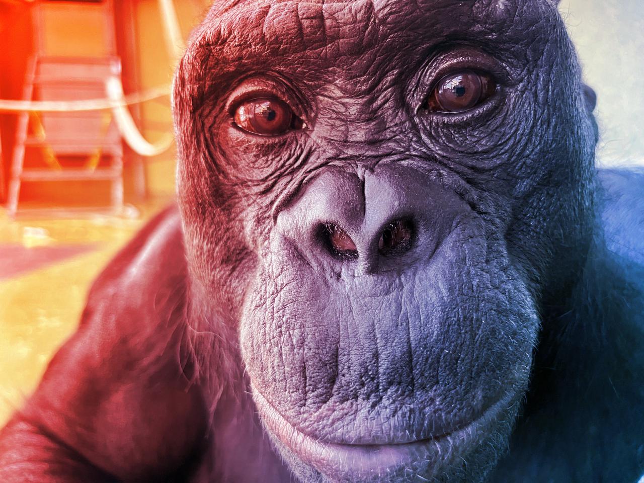 A képzelet nem csak az emberé: Kanzi bizonyított