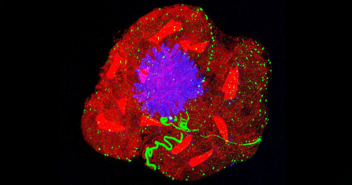 A pelenka olcsó anyaga új korszakot nyit a mikroszkópiában