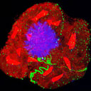 A pelenka olcsó anyaga új korszakot nyit a mikroszkópiában