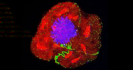 A pelenka olcsó anyaga új korszakot nyit a mikroszkópiában