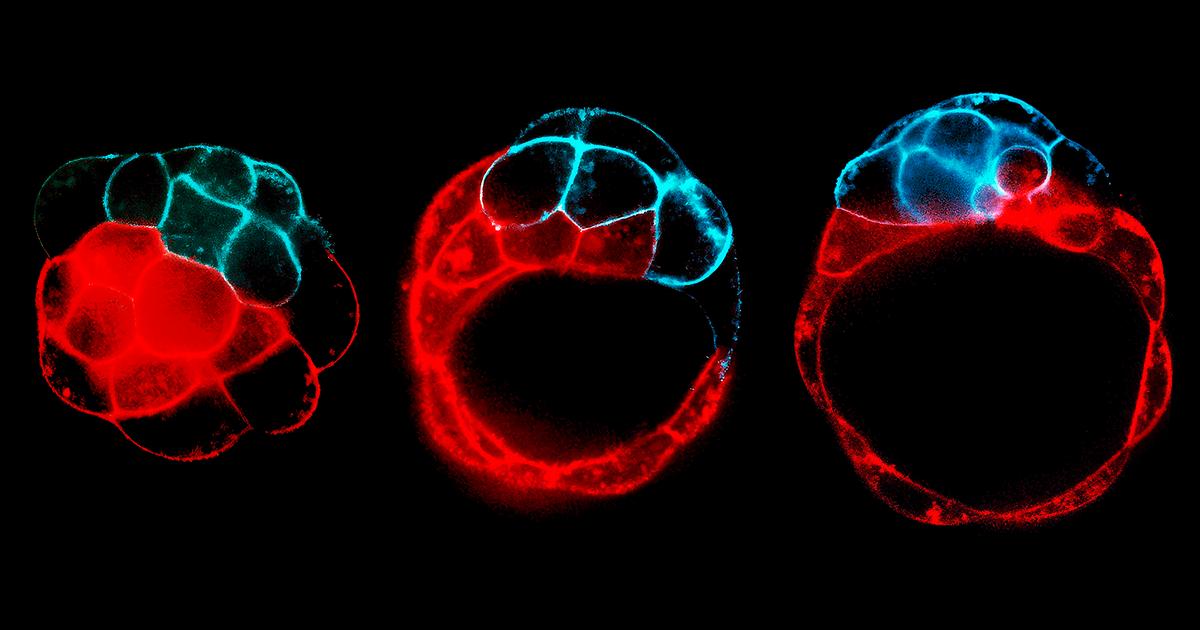 A repedések ereje: így alakulnak a szövetek és szervek