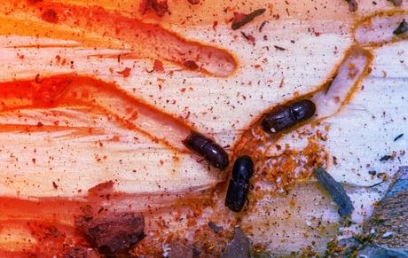 A rovarirtás jövője: támadnak a gombák