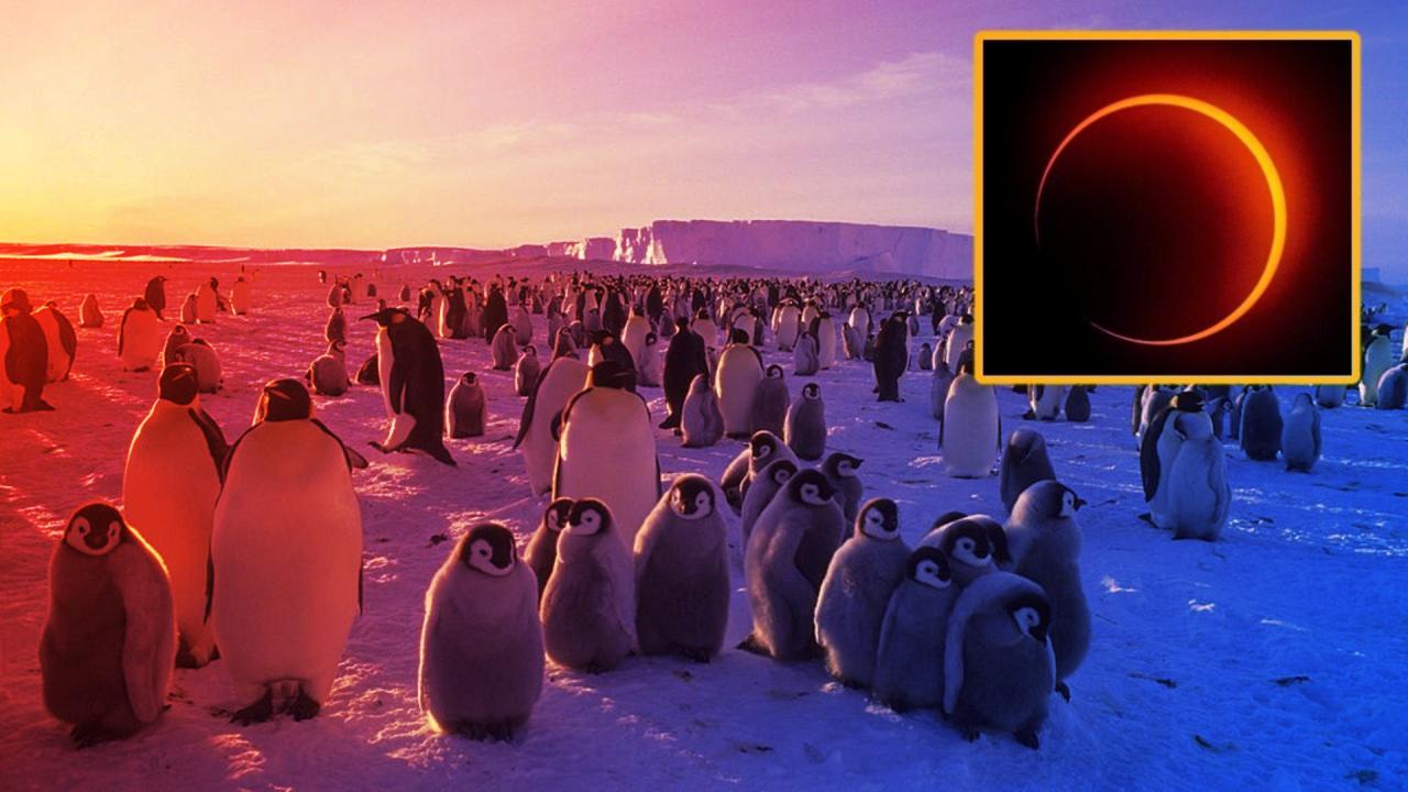 A század legeldugottabb napfogyatkozása: tényleg csak a pingvinek látják?