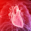 A szív rejtett bumerángcsontja: megdöbbentő orvosi felfedezés