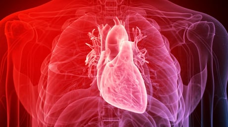 A szív rejtett bumerángcsontja: megdöbbentő orvosi felfedezés