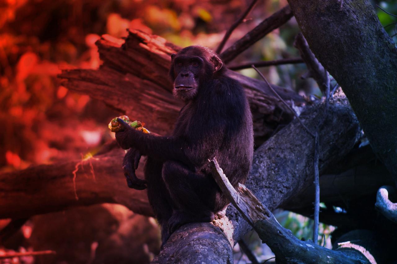 Az alkohol nem csak az embereké: csimpánzok is kortyolgatnak