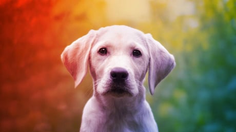 Az Amazon kutyás MI-kamerái beégtek – Ring-botrány a Super Bowl után