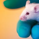 Az áttörő orrspray-vakcina: védelem vírusok, baktériumok és allergének ellen