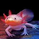 Az axolotl csodája: teljesen képes újjáépíteni immunrendszerét