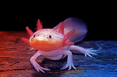Az axolotl csodája: teljesen képes újjáépíteni immunrendszerét