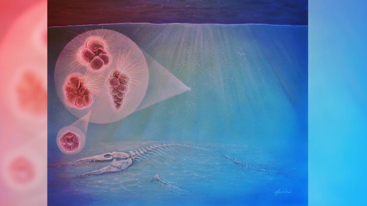 Az élet villámgyorsan magához tért a dínókat elpusztító aszteroida után