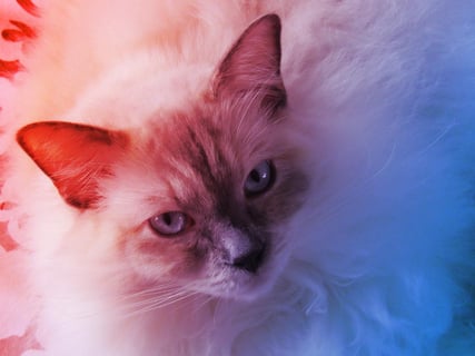 Az ember és a macska: ugyanaz a rák, ugyanazok a gének?