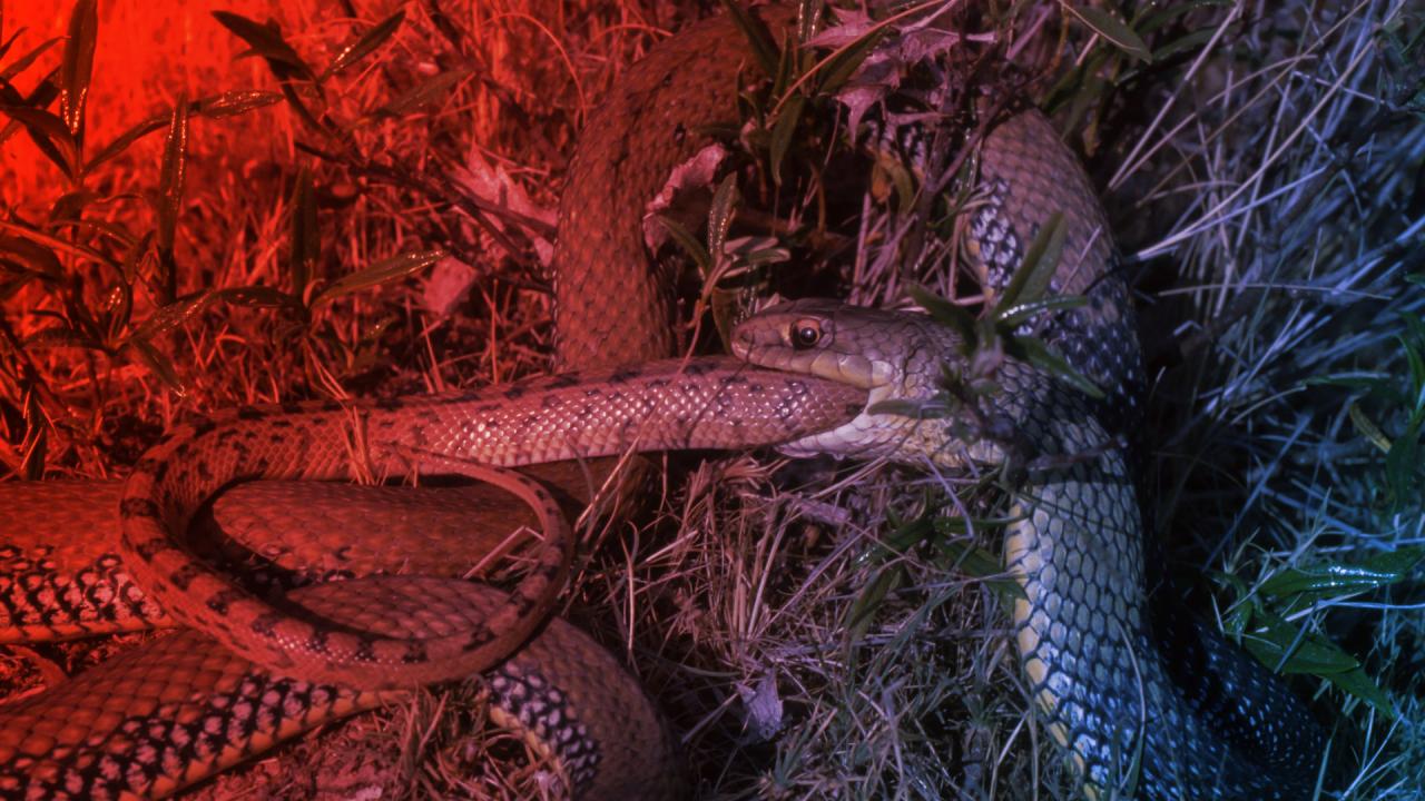 Az evolúció legvadabb húzása: a kannibál kígyók rejtélye