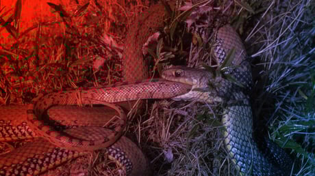 Az evolúció legvadabb húzása: a kannibál kígyók rejtélye