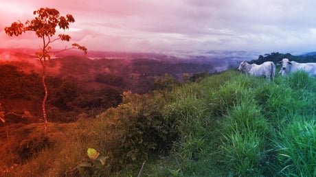 Az MI a trópusok megmentője? A nitrogén újraéleszti az esőerdőket
