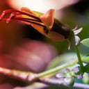 Az MI feltárja a DNS sötét anyagát, orvosok tüdőt gyártanak